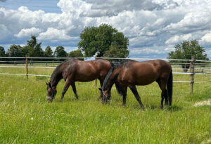 Paddocks